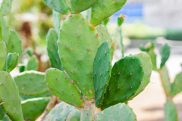 Prickly pear cactus with fruits also known as Opuntia, ficus-indica, Indian fig opuntia