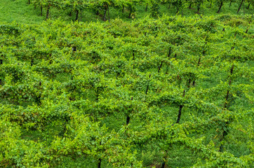 Italian vineyard in the mountains, top view