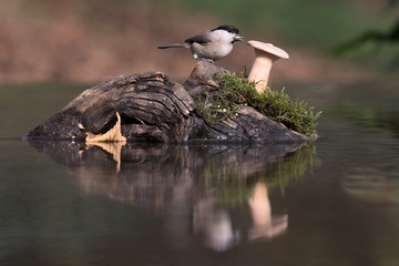Cincia bigia riflessa sul fiume (Poecile palustris)
