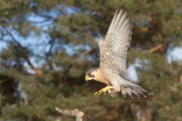 Peregrine Falcon adult landing taken in southern MN under controlled conditions