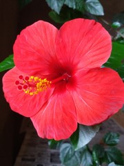 red hibiscus flower in garden