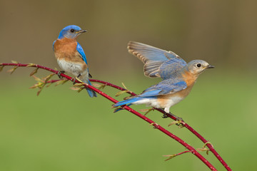 Eastern Bluebird Pair