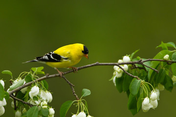 American Goldfinch male on coneflower taken in southern MN