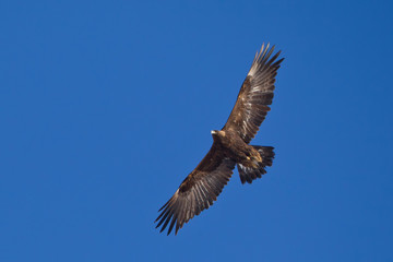 Golden Eagle adult in flight taken in Yellowstone NP Wyoming