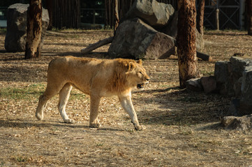 Lion walking in natural life park.