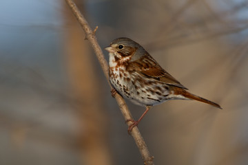 Fox Sparrow taken in southern MN in the wild