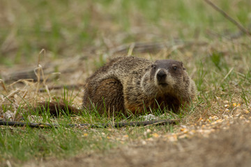 Wood Chuck taken in southern MN in the wild