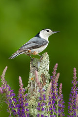 White-breasted Nuthatch male taken in central MN