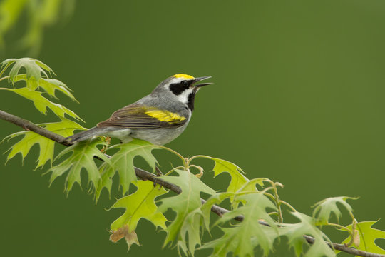 Golden-winged Warbler male taken in northern MN in the wild