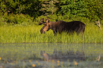 Moose at waters edge taken in Algonquin PP Canada