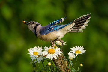 Blue Jay with flowers taken in central MN