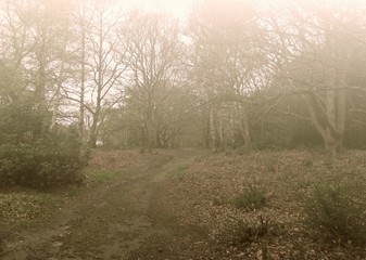 Fototapeta na wymiar woodland misty morning inautumn