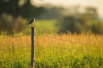 Upland Sandpiper taken in western MN