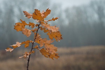 autumn oak branch in morning fog, background, wet autumn, foggy morning
