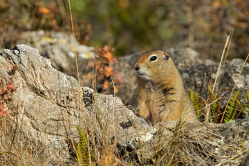 Naklejka na ściany i meble Arctic Ground Squirrel taken in Denali National Park, Alaska