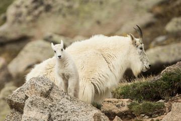 Mountain Goat taken in Mt Evans Colorado