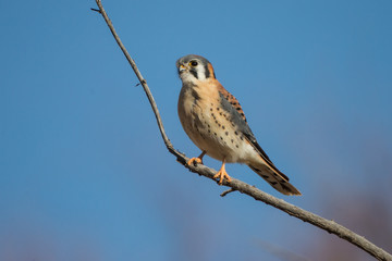 American Kestrel male taken in southern New Mexico in the wild