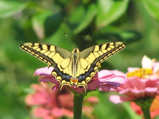 Naklejka premium Closeup of a beautiful yellow and black butterfly with spreaded wings sitting on a pink flower