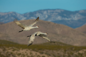 Sandhill Crane pair in flight taken in southern New Mexico
