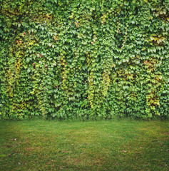 Fototapeta na wymiar Green nature background with plants wall and grass