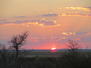 Final moments of sunset on an African Savanna, beautiful sky with orange and pink colors
