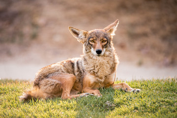 A fearless wild coyote lays in the grass at a park in Los Angeles, Southern California, near sunset. Coyote is relaxed, calm, laying in the grass and looking at the camera.  - Powered by Adobe