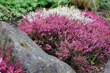 Schneeheide (Erica carnea) im Garten