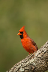 Northern Cardinal male taken in southern coastal Texas