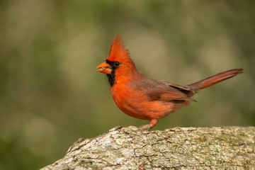 Northern Cardinal taken in coastal Texas in the wild