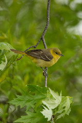 Orchard Oriole female taken in central MN in the wild