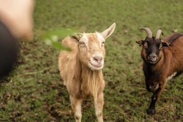Two domestic pet goats, brown and tan, one with horns, one with a beard, look up at food being offered by a person's hand