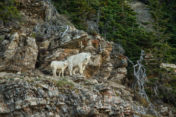 Fototapeta na wymiar Moutain Goat adult with kid taken in Glacier NP Montana