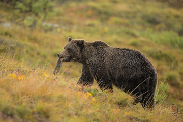 Grizzly Bear eating Arctic Ground Squirrel taken in Denali NP