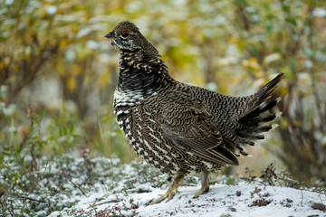 Spruce Grouse female taken in Denali National Park Alaska