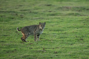 Bobcat taken in northern California in the wild