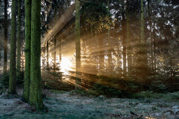 romantic sunrise in early morning in the forest with bright sunbeam