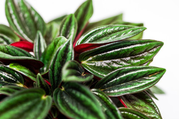 Closeup of a cultivated peperomia houseplant in a white pot with a white background. Leaves are green on top and red underneath.