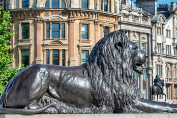 Lion statue in Trafalgar Square, London
