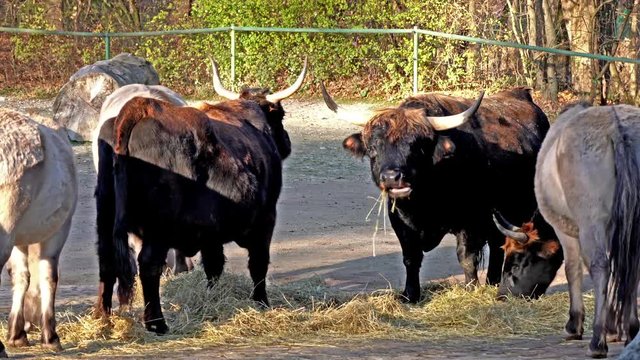Auerochse - Bos primigenius taurus