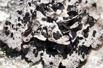 lichen covered rock