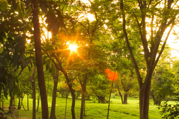 Obraz premium Green lawn with trees in park under sunny light twilight