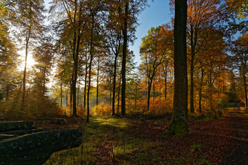 Herbstwald bei Morgenlicht