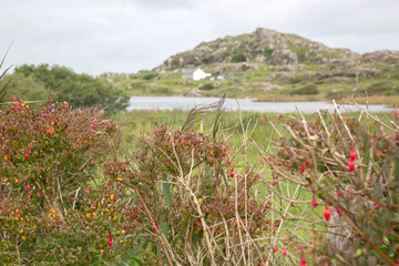 Fototapeta premium Glassillaun Beach, Connemara National Park