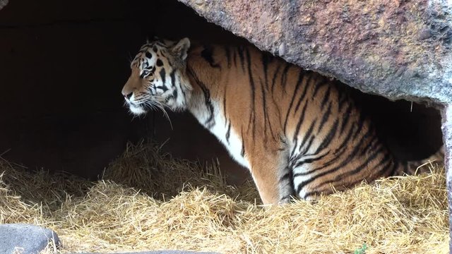 Tiger -  Panthera tigris