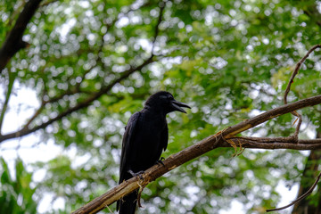 bird on a branch