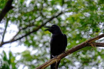 bird on a branch