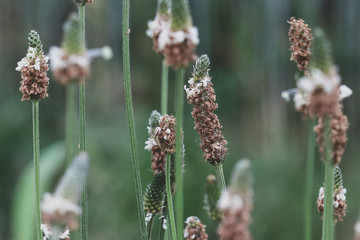 piantaggine erba spontanea