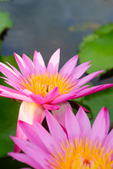 Obraz premium Macro photo of pink lotus flower