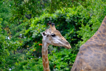 giraffe in the zoo