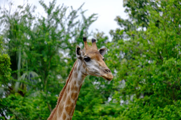 giraffe in zoo
